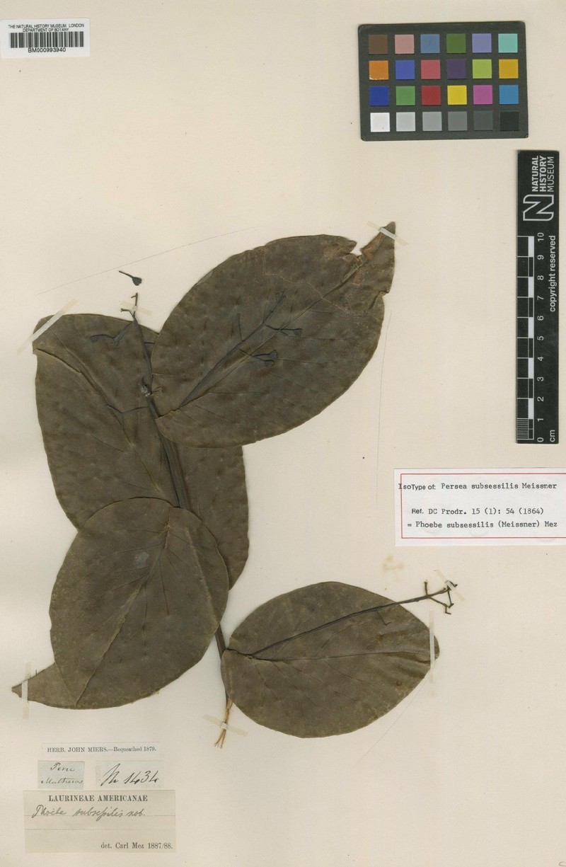 Aiouea subsessilis