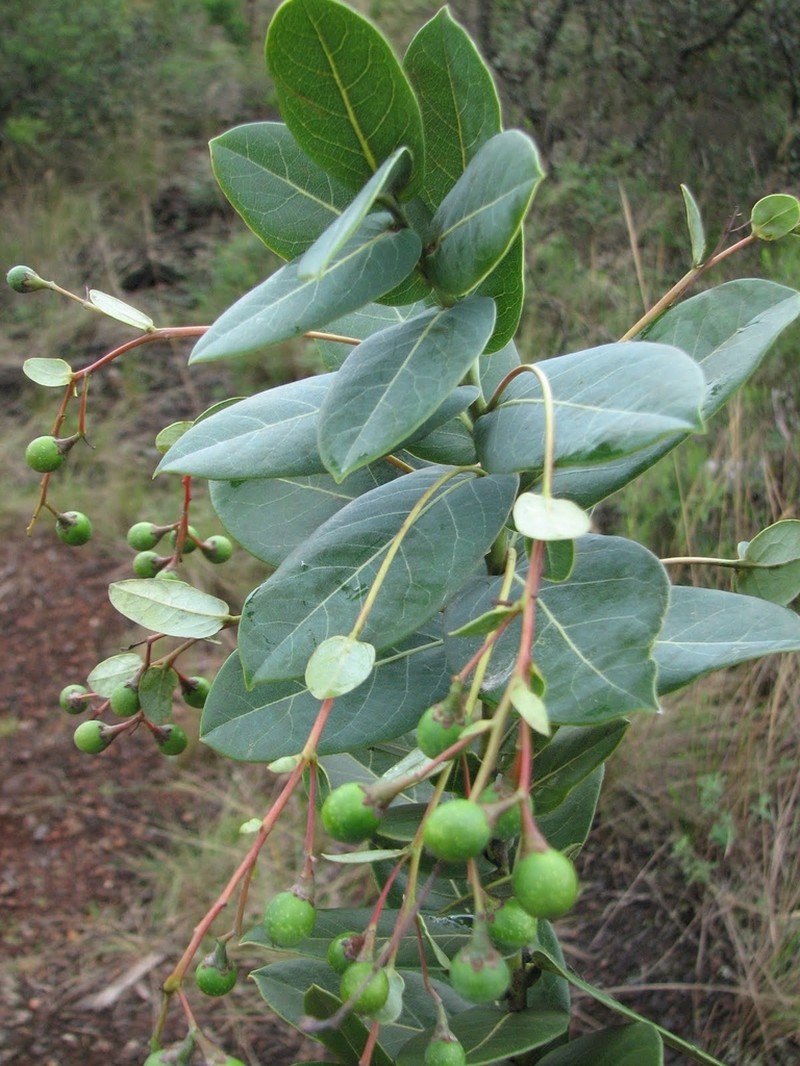 Aiouea tetragona