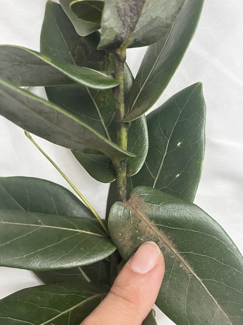 Aiouea tetragona photo 3
