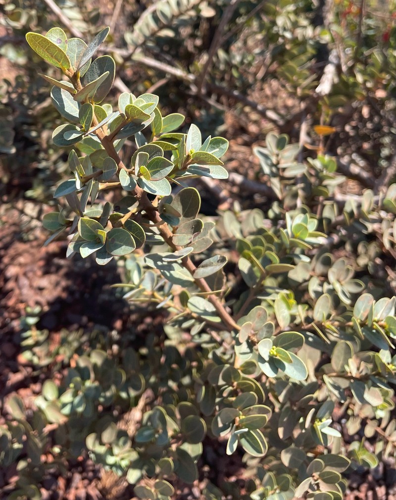 Aiouea tetragona photo 4