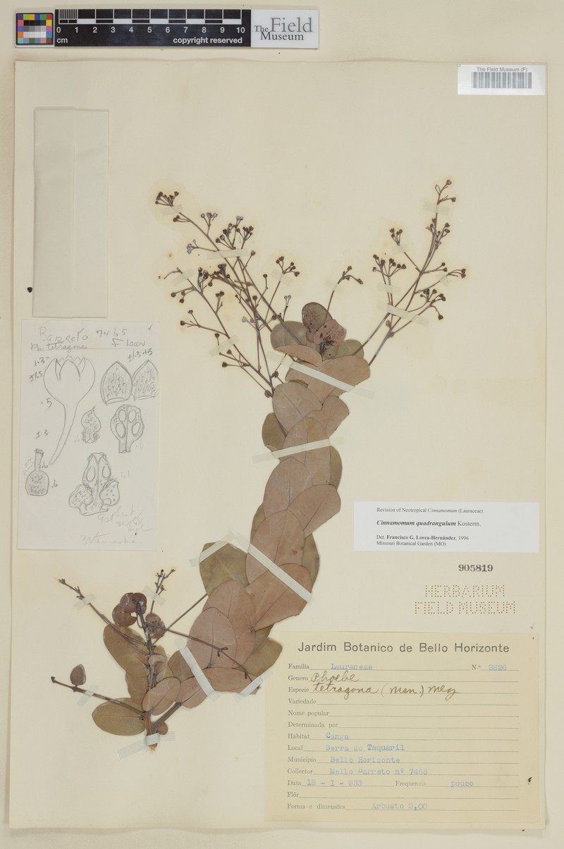 Aiouea tetragona photo 5