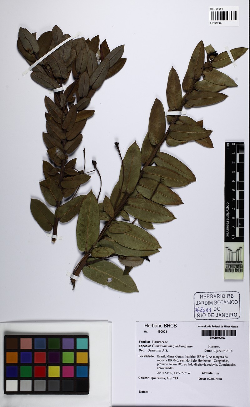 Aiouea tetragona