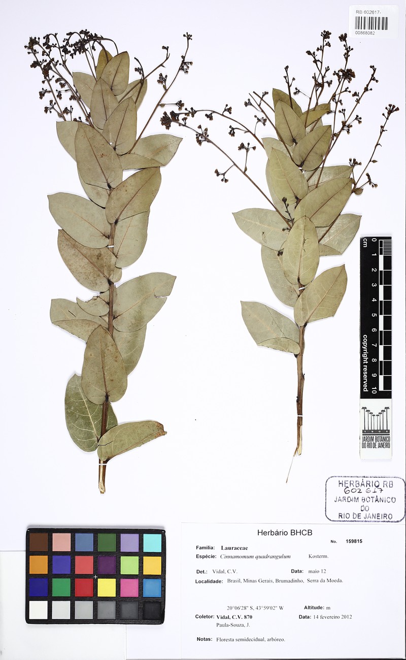 Aiouea tetragona photo 2