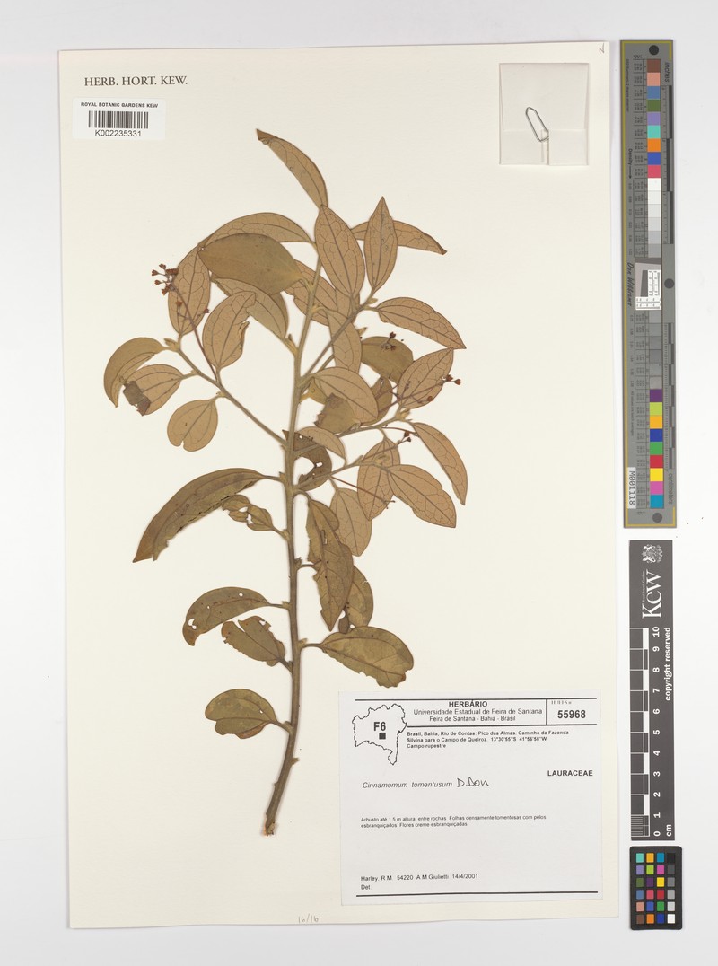Aiouea tomentosa