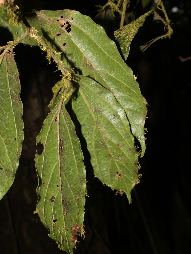Aiouea tonduzii photo 3