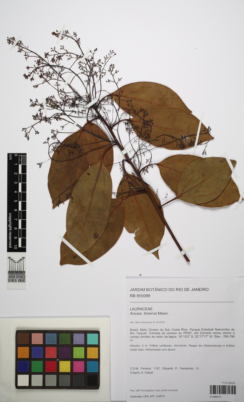 Aiouea trinervis photo 6