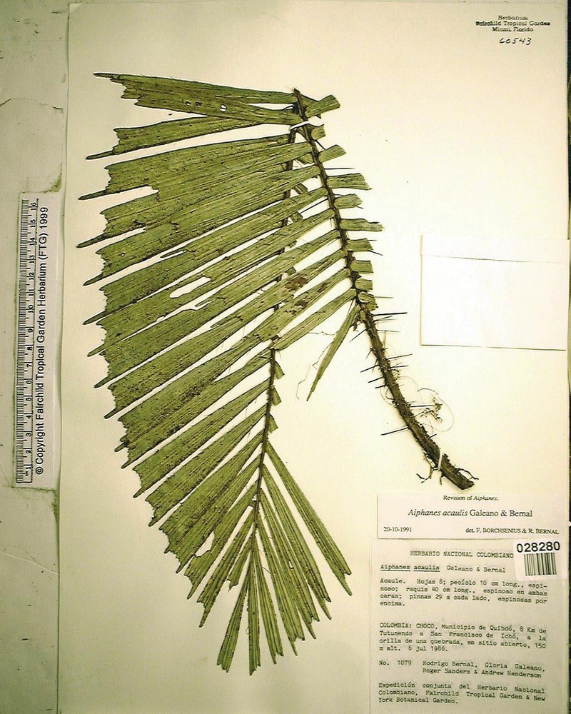 Aiphanes acaulis photo 2