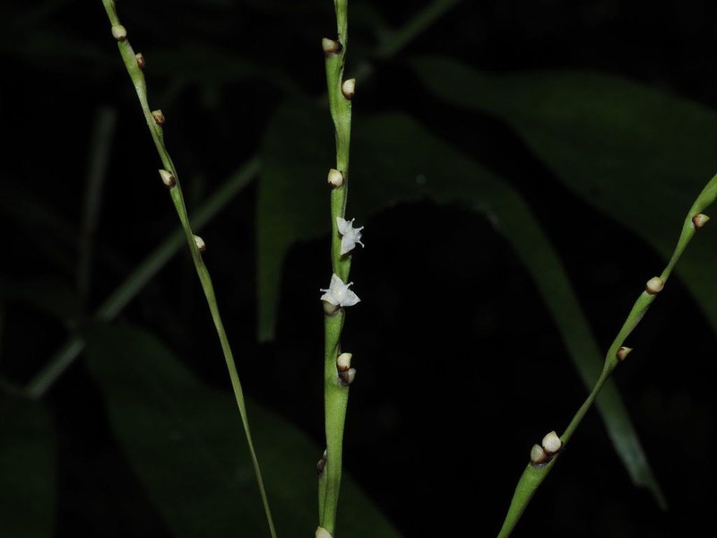 Aiphanes bicornis photo 3