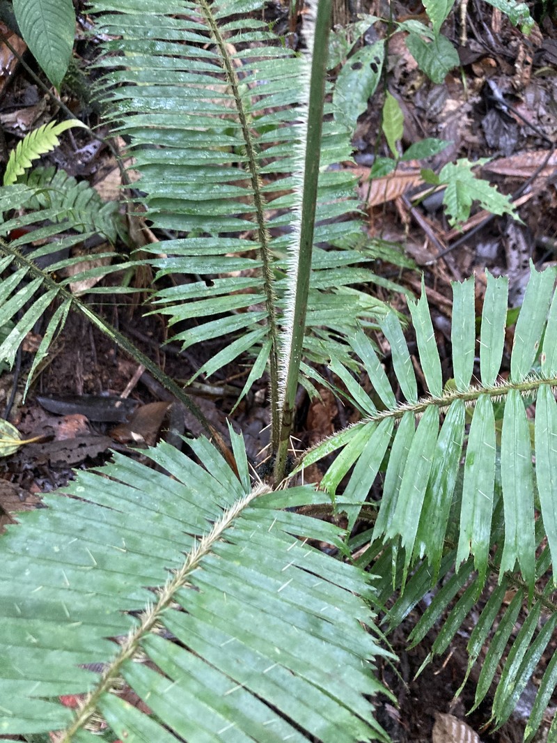 Aiphanes bicornis photo 4