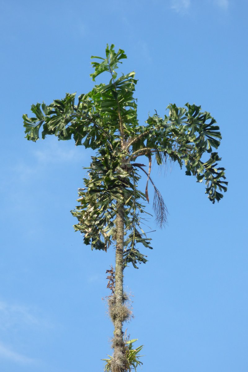 Coyure Palm photo 2
