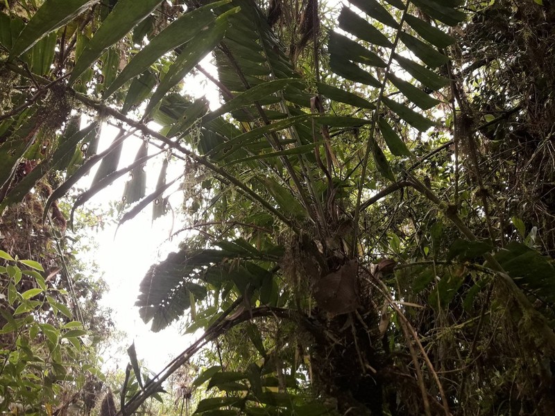 Aiphanes chiribogensis