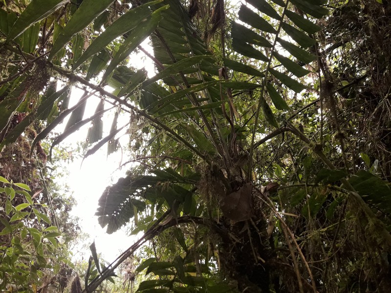 Aiphanes chiribogensis photo 2