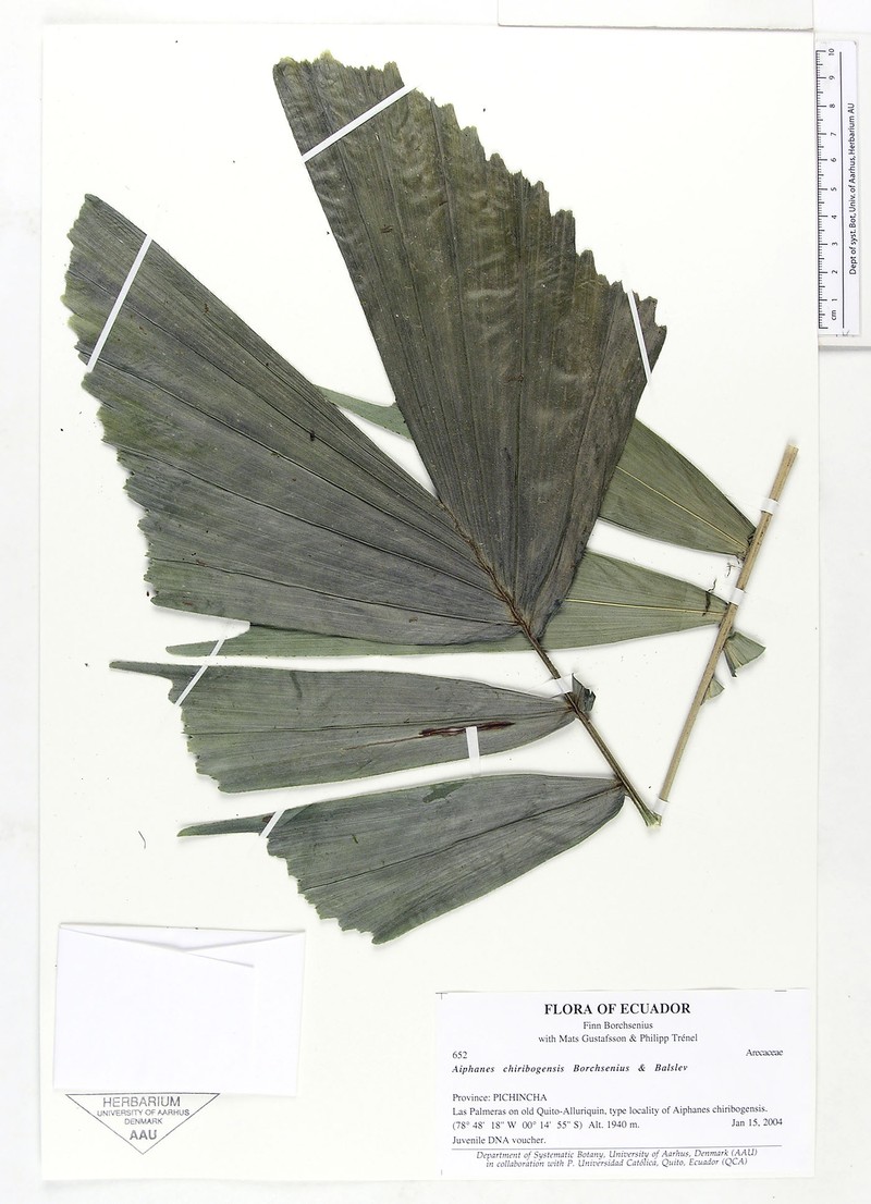 Aiphanes chiribogensis photo 3