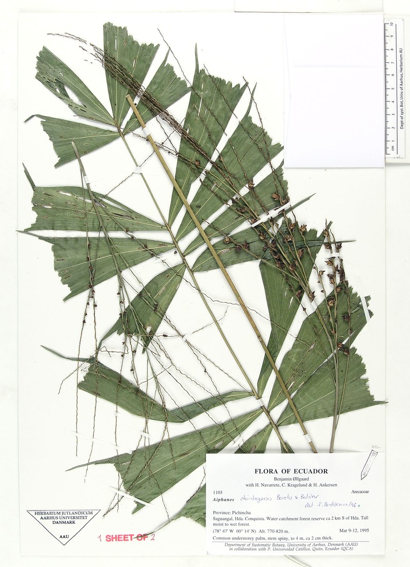 Aiphanes chiribogensis photo 4