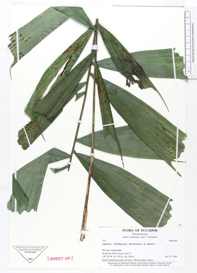 Aiphanes chiribogensis photo 5