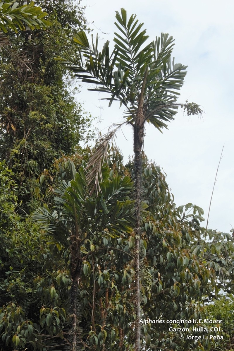 Aiphanes concinna