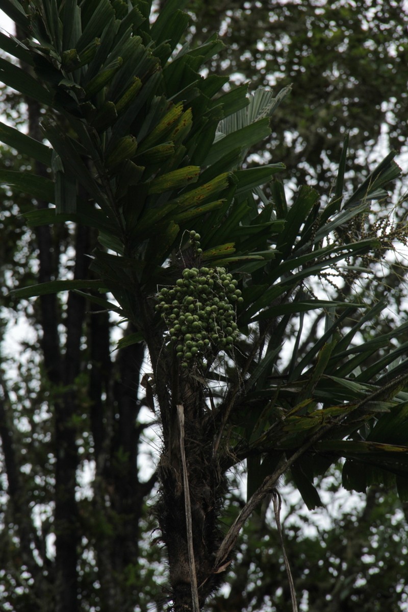 Aiphanes concinna photo 2