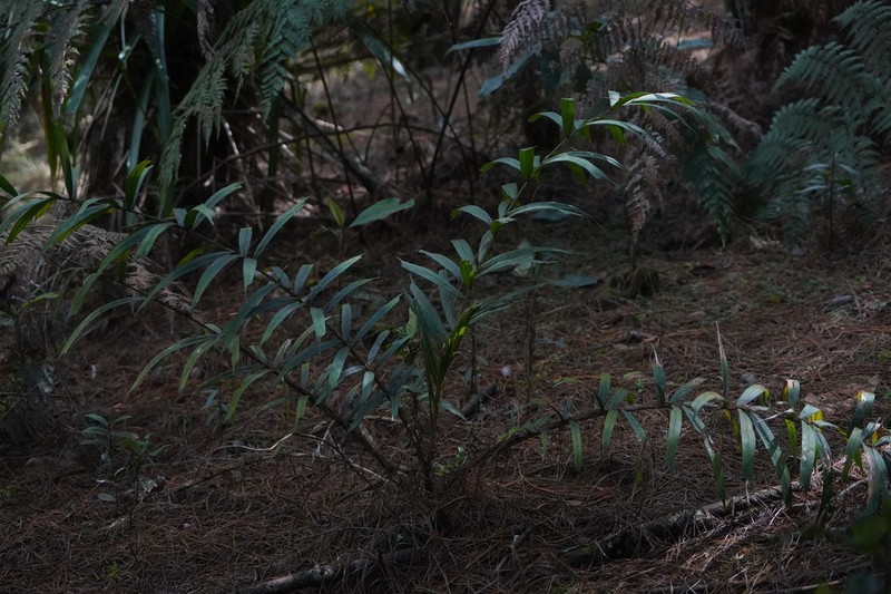 Aiphanes concinna photo 3