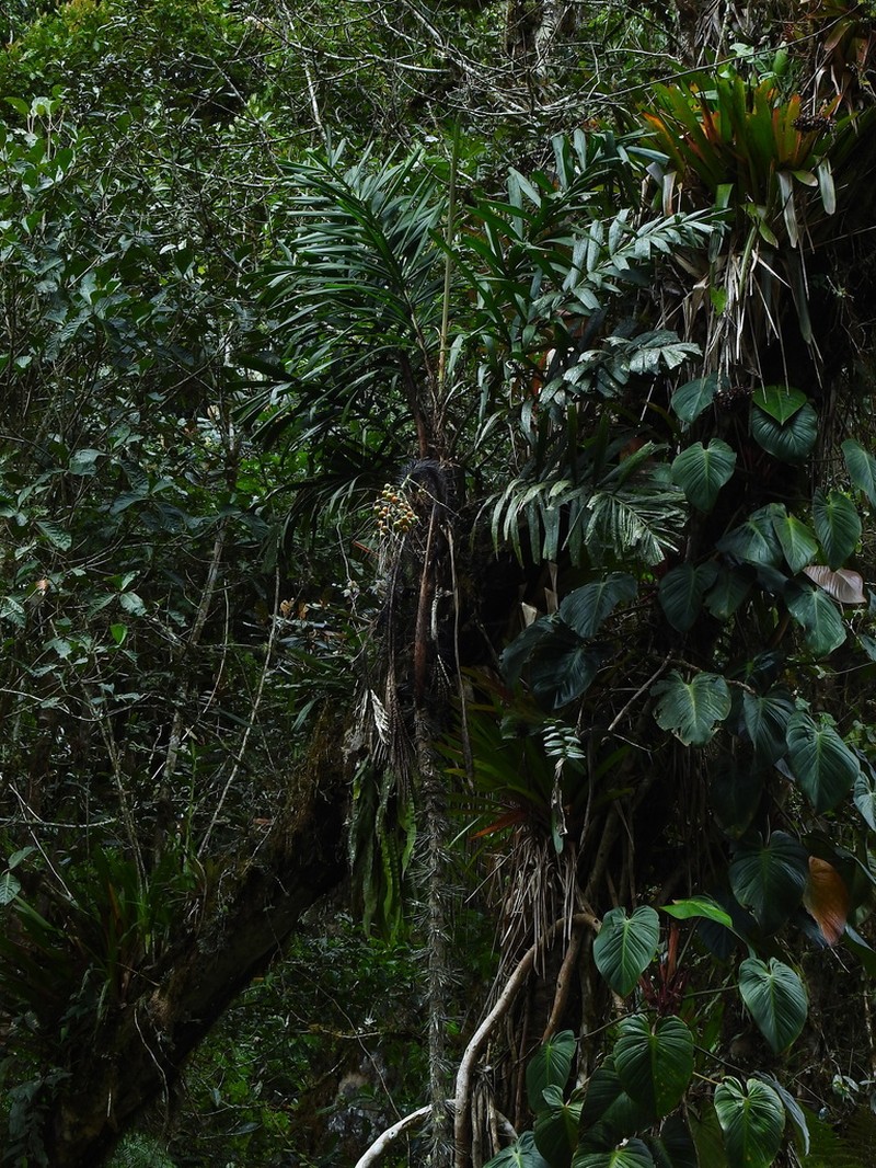Aiphanes concinna photo 5
