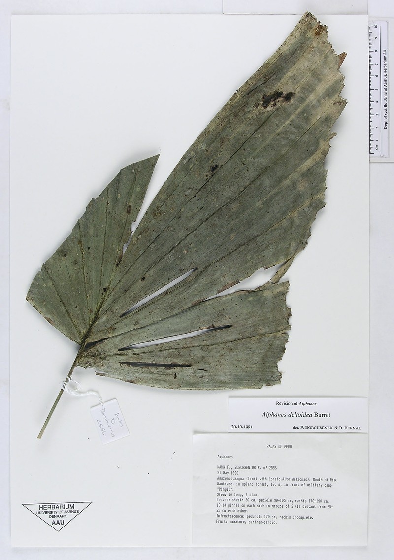 Aiphanes deltoidea