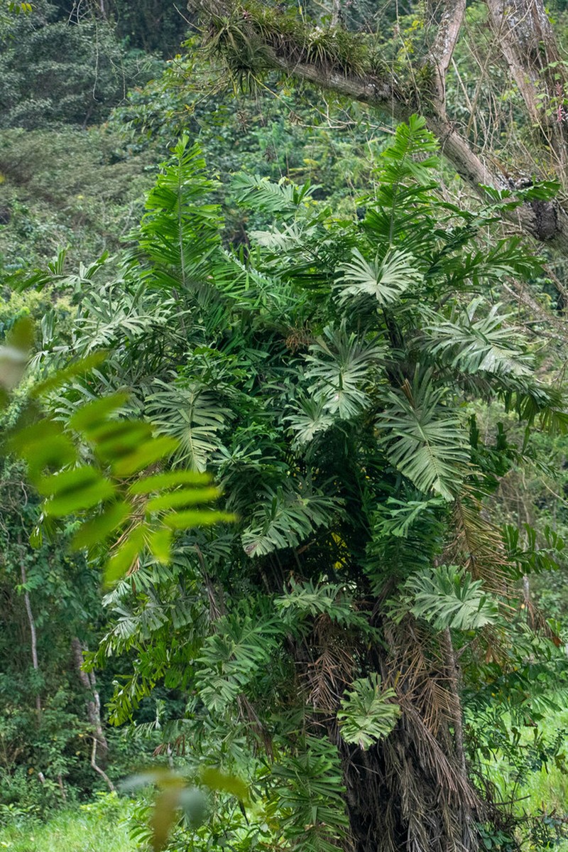 Aiphanes eggersii