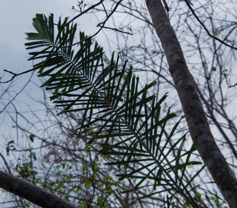 Aiphanes eggersii photo 2