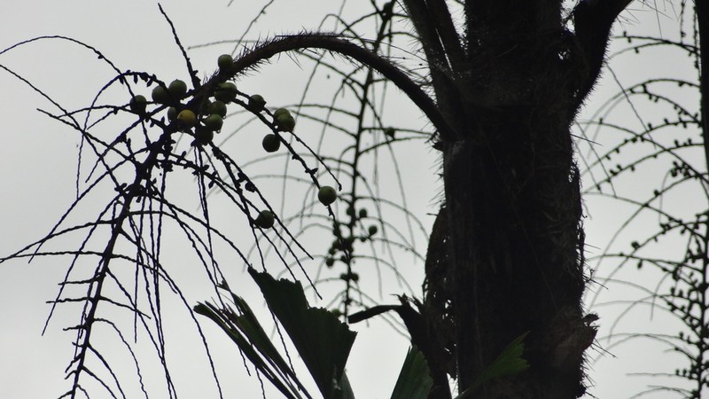 Aiphanes eggersii photo 3