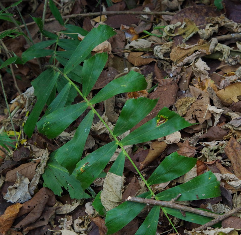 Aiphanes eggersii photo 4