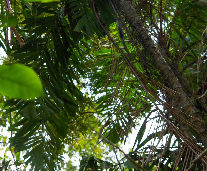 Aiphanes eggersii photo 5