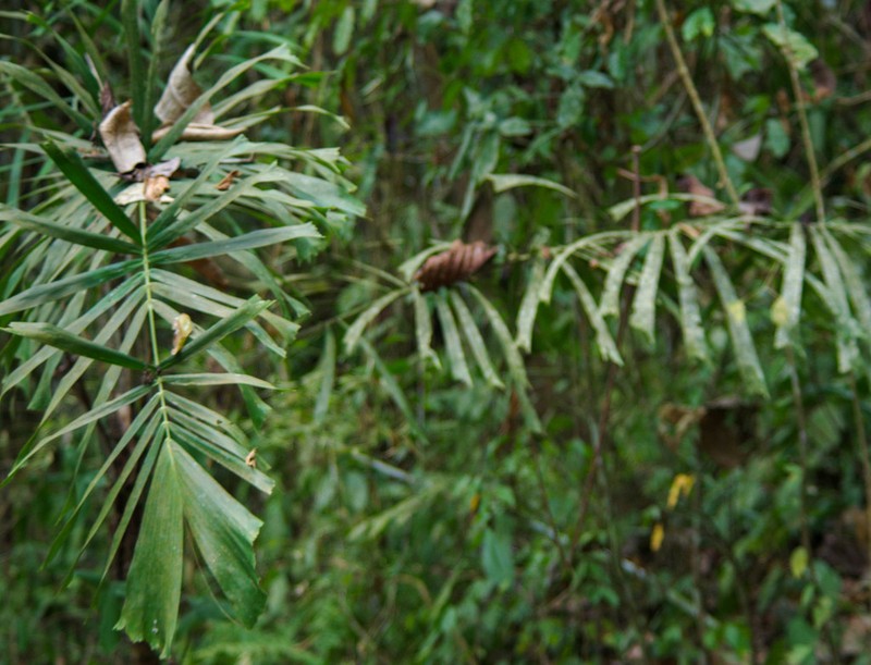 Aiphanes eggersii photo 6