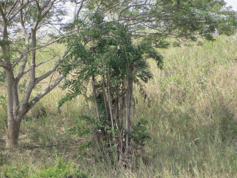 Aiphanes eggersii photo 8
