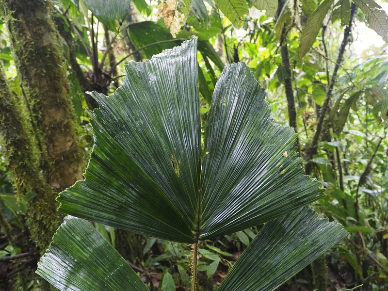 Aiphanes erinacea
