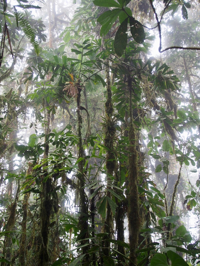 Aiphanes erinacea photo 4