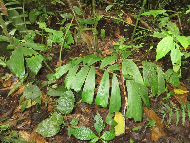 Aiphanes erinacea photo 5