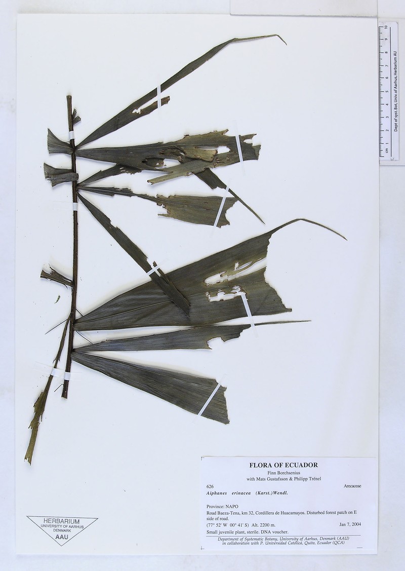 Aiphanes erinacea photo 8