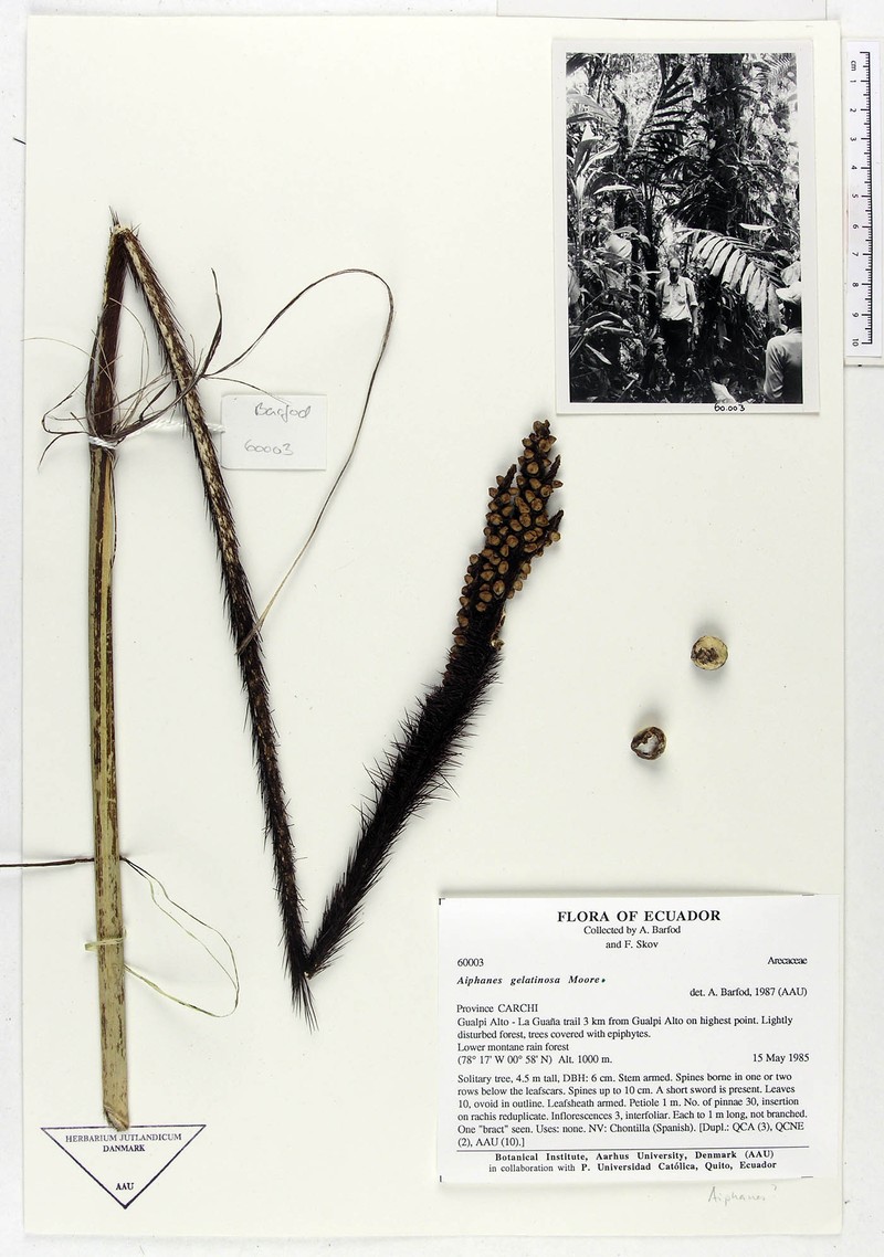 Aiphanes gelatinosa