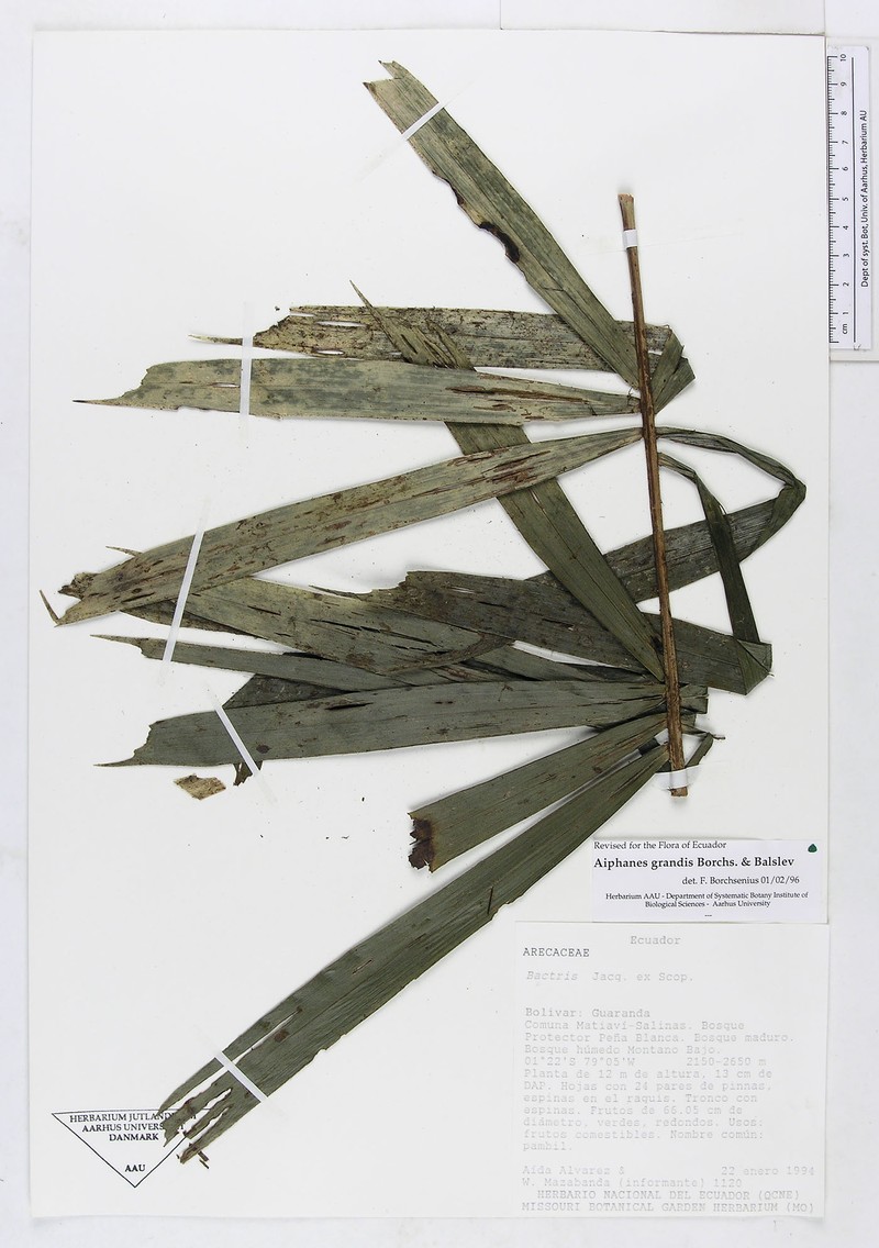 Aiphanes grandis photo 3