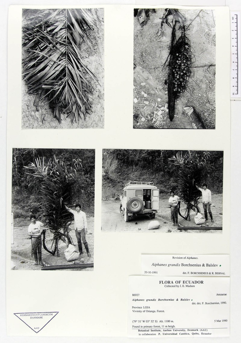 Aiphanes grandis photo 4