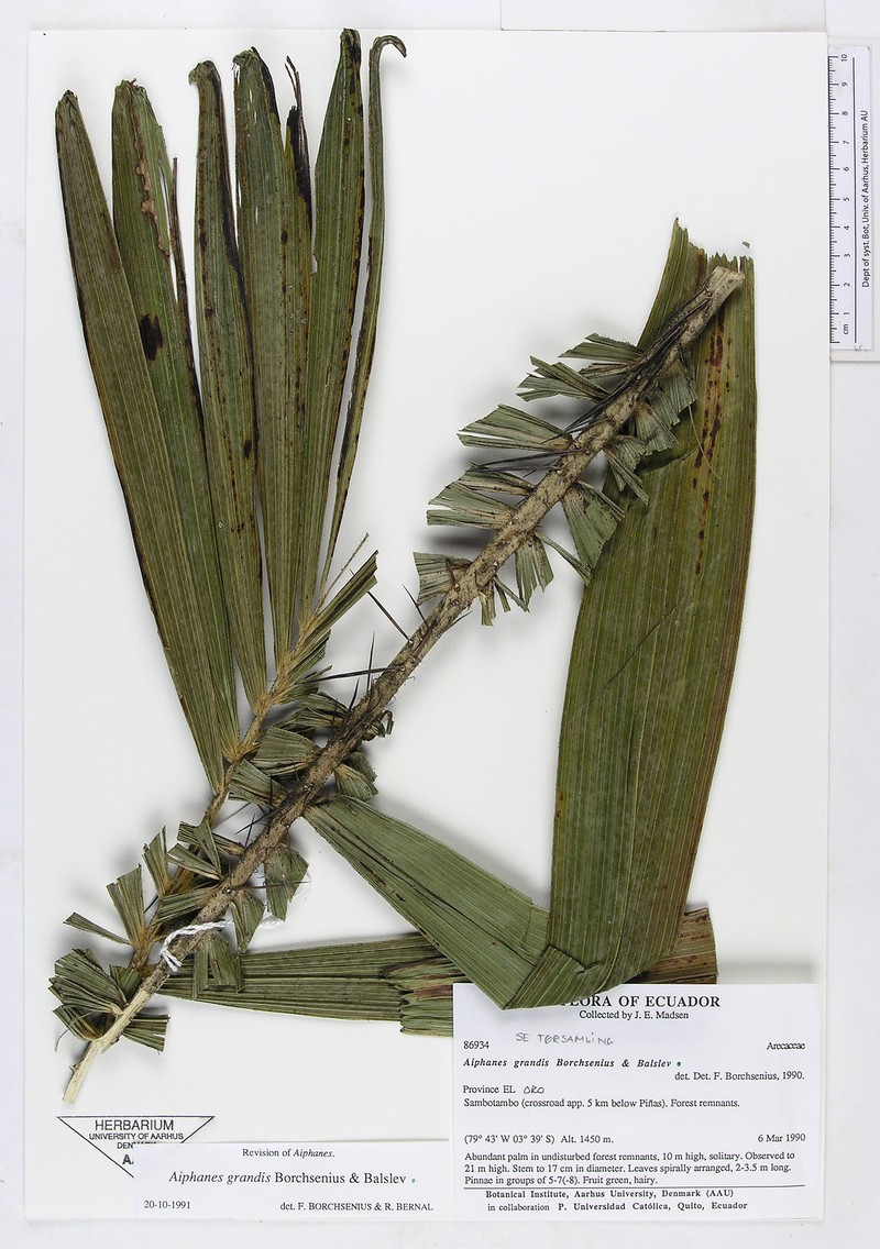 Aiphanes grandis photo 5
