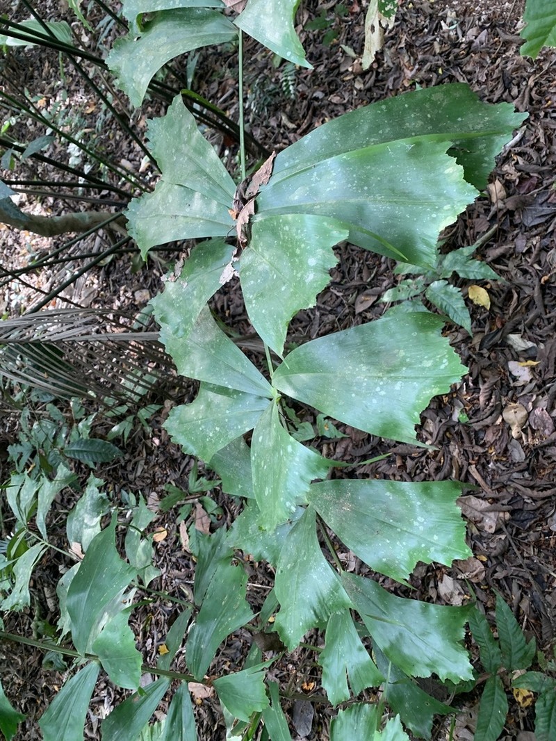 Aiphanes hirsuta photo 2
