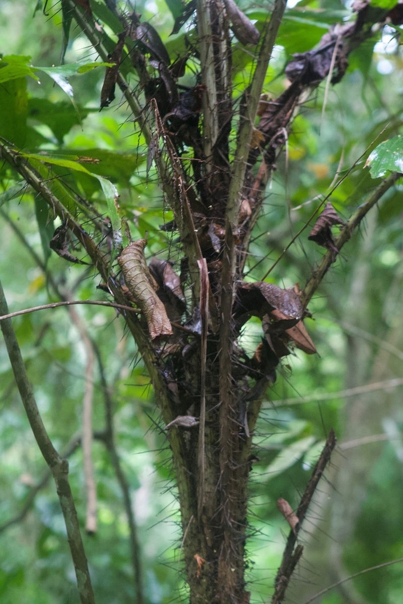 Aiphanes hirsuta photo 3