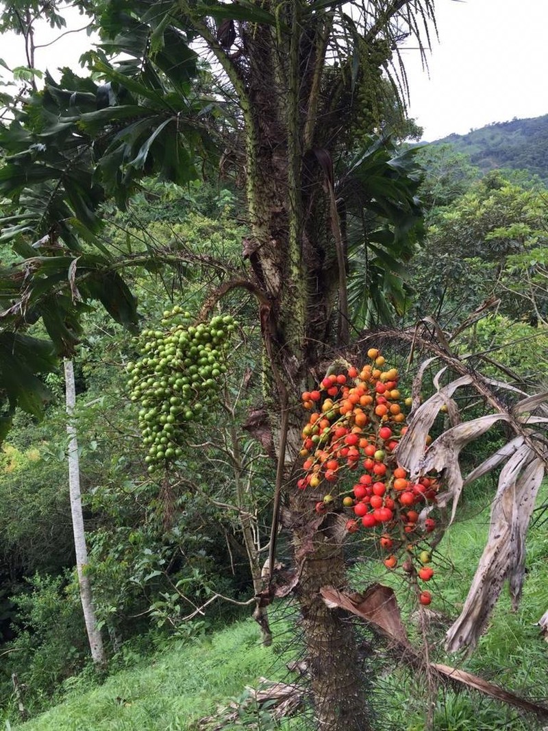 Coyure Palm photo 3