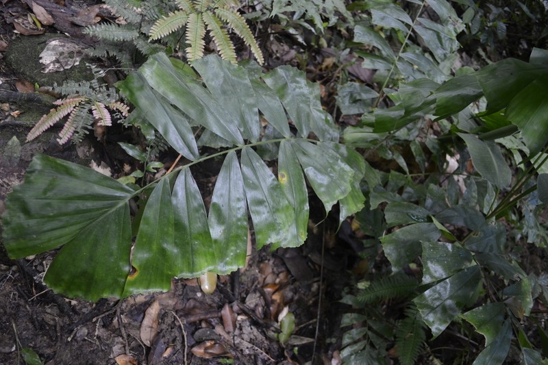 Coyure Palm photo 4