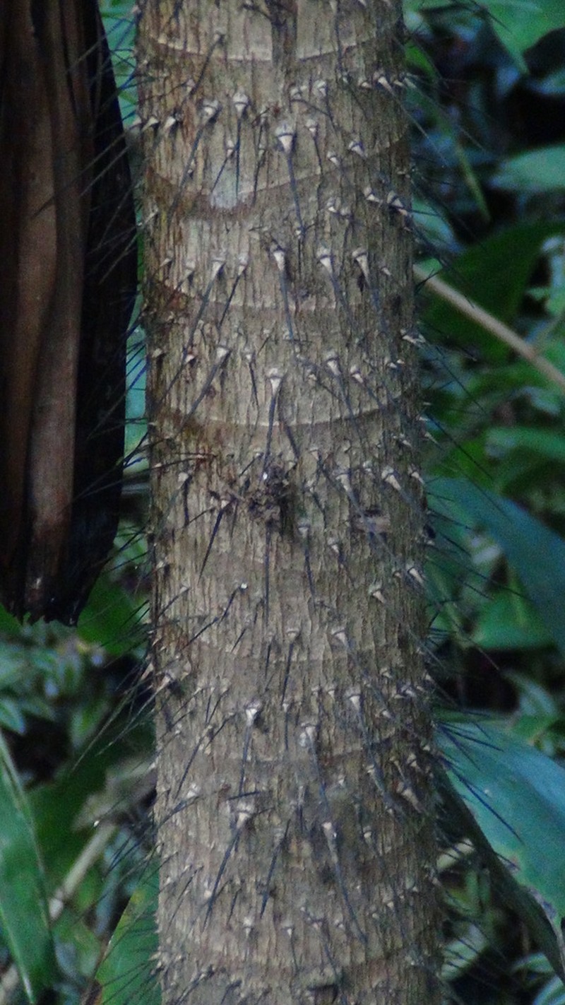 Coyure Palm photo 5