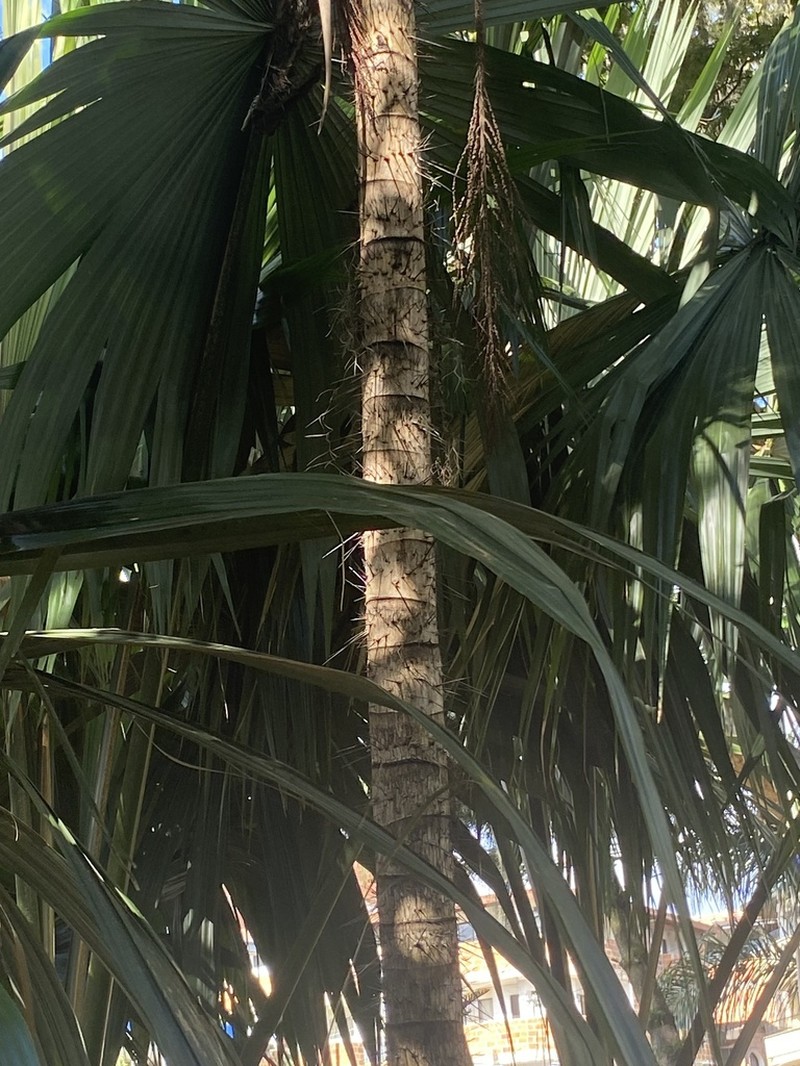 Coyure Palm photo 6