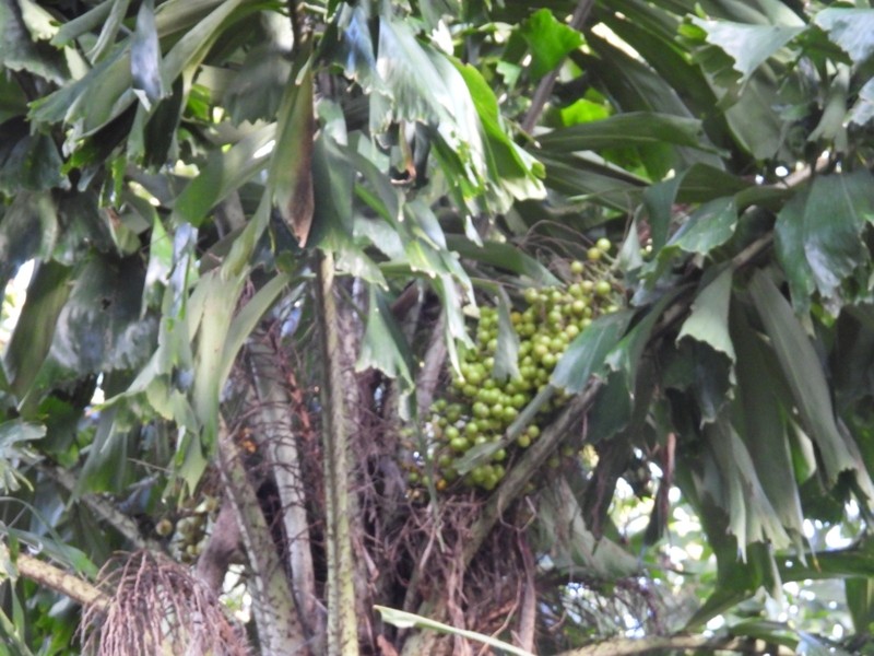 Coyure Palm photo 8