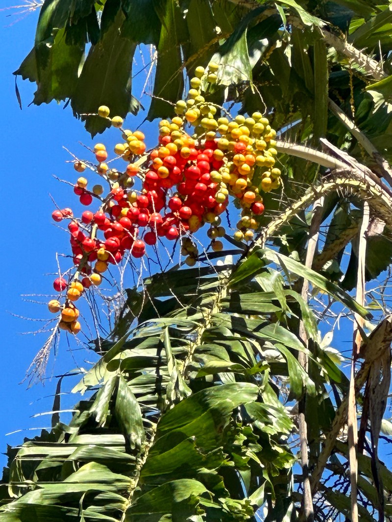 Coyure Palm photo 9