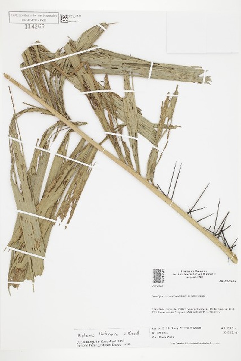 Aiphanes lindeniana photo 3