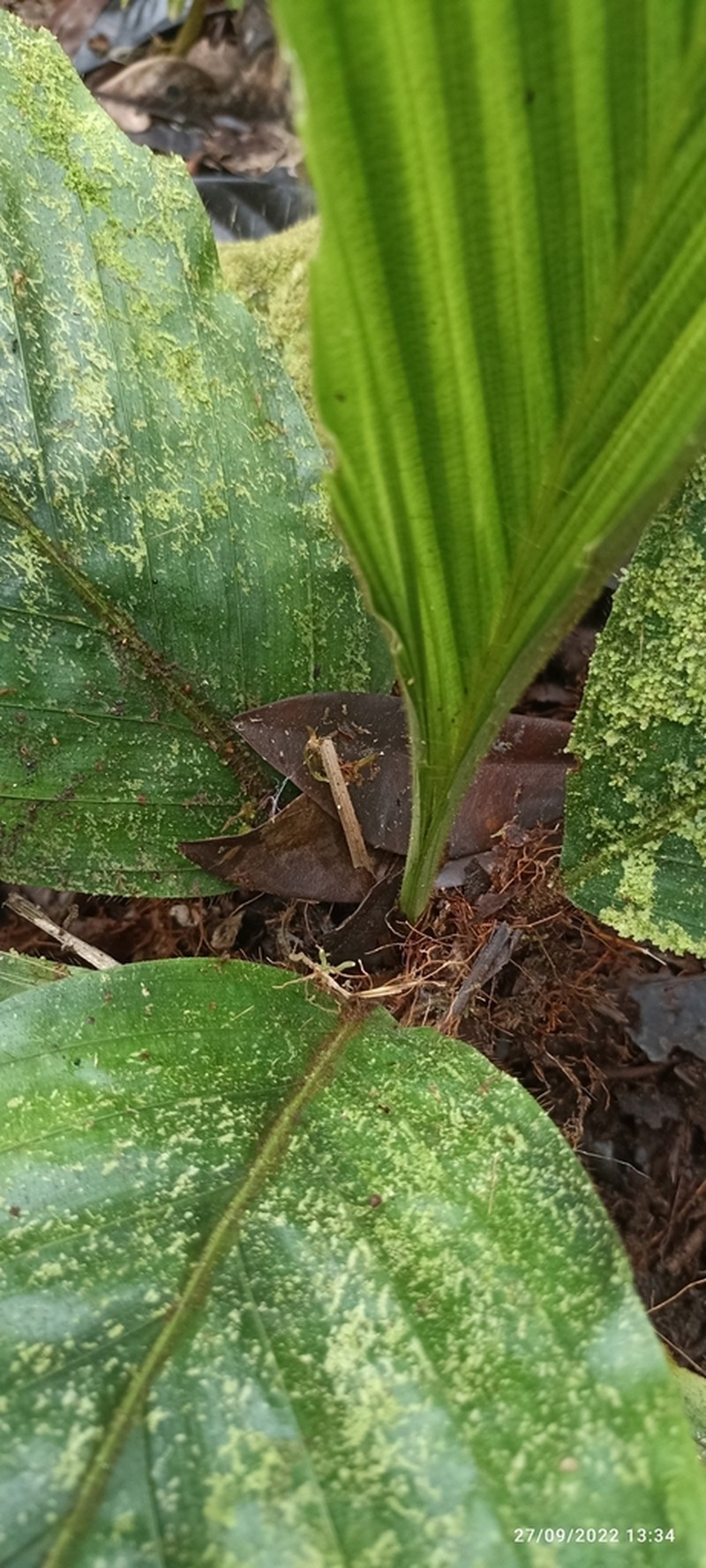 Aiphanes macroloba