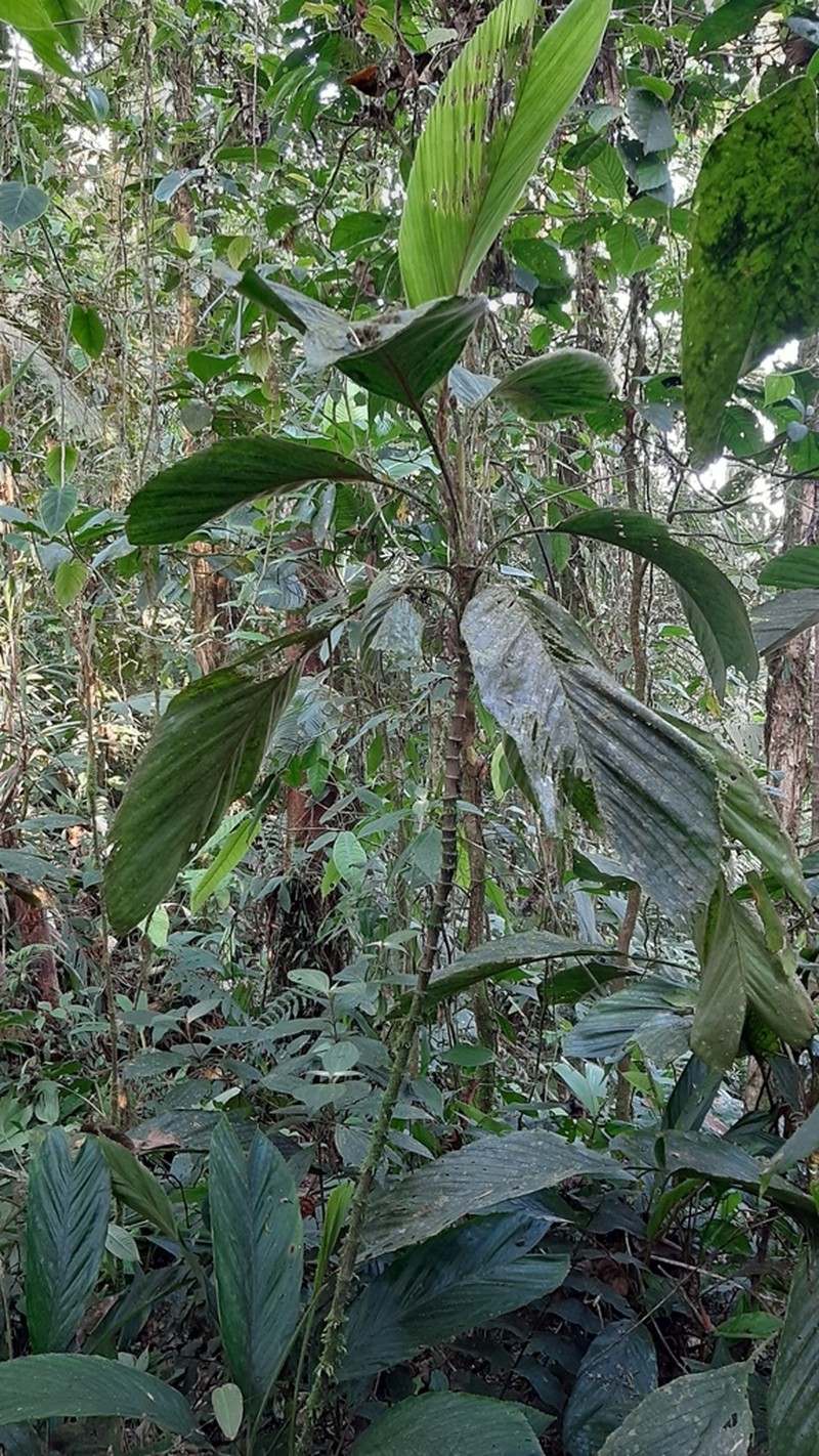 Aiphanes macroloba photo 2